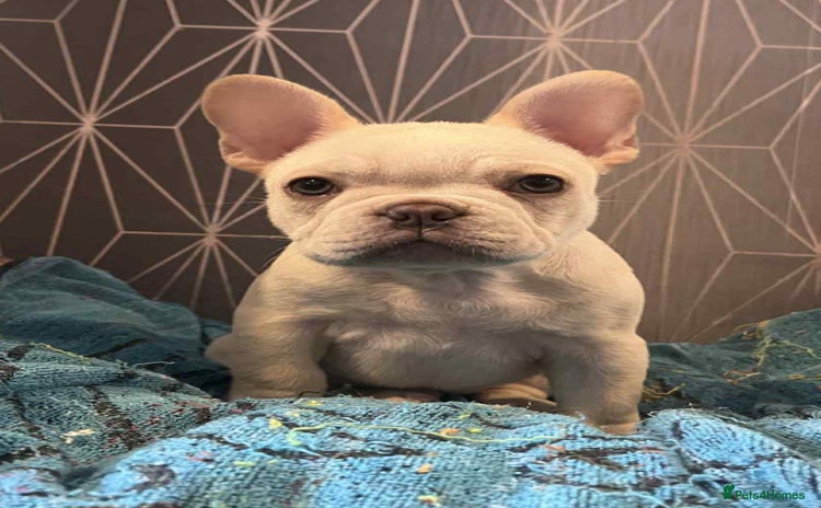 French Bulldog dogs - Advert 4