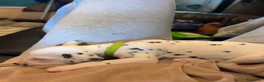 Dalmatian 3 aka Flicky