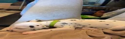 Dalmatian dogs for sale: 🐾 Stunning KC Pedigree Dalmatian Puppies 🐾 - Advert 17