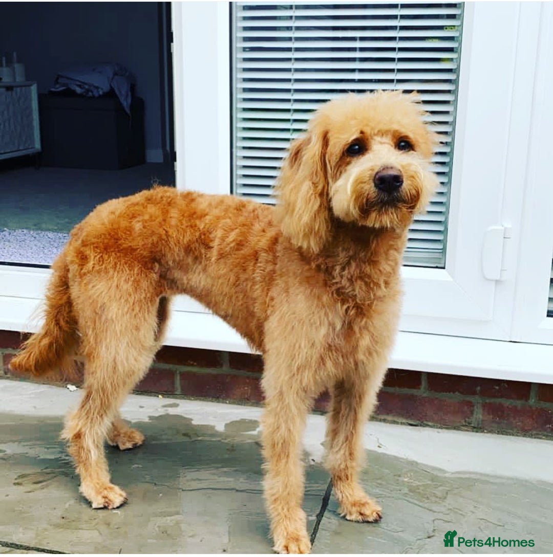 Labradoodle dogs for sale: F1b Miniature Labradoodles  - Image 4