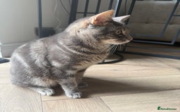 Abyssinian cats for sale: Adorable tabby cat  - Image 3