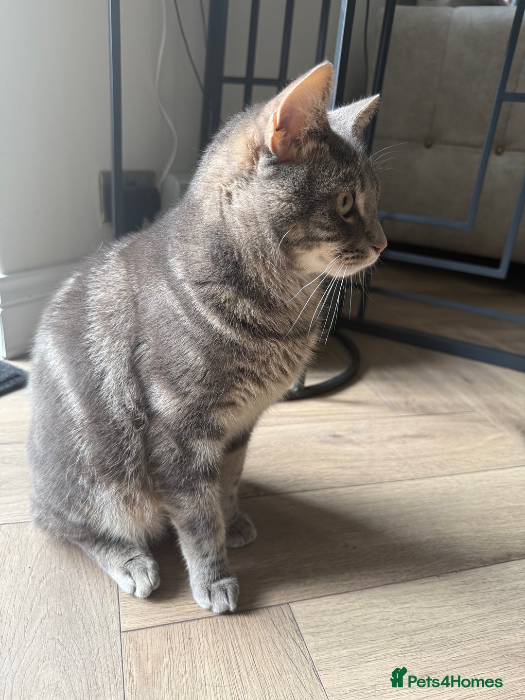 Abyssinian cats for sale: Adorable tabby cat  - Image 3
