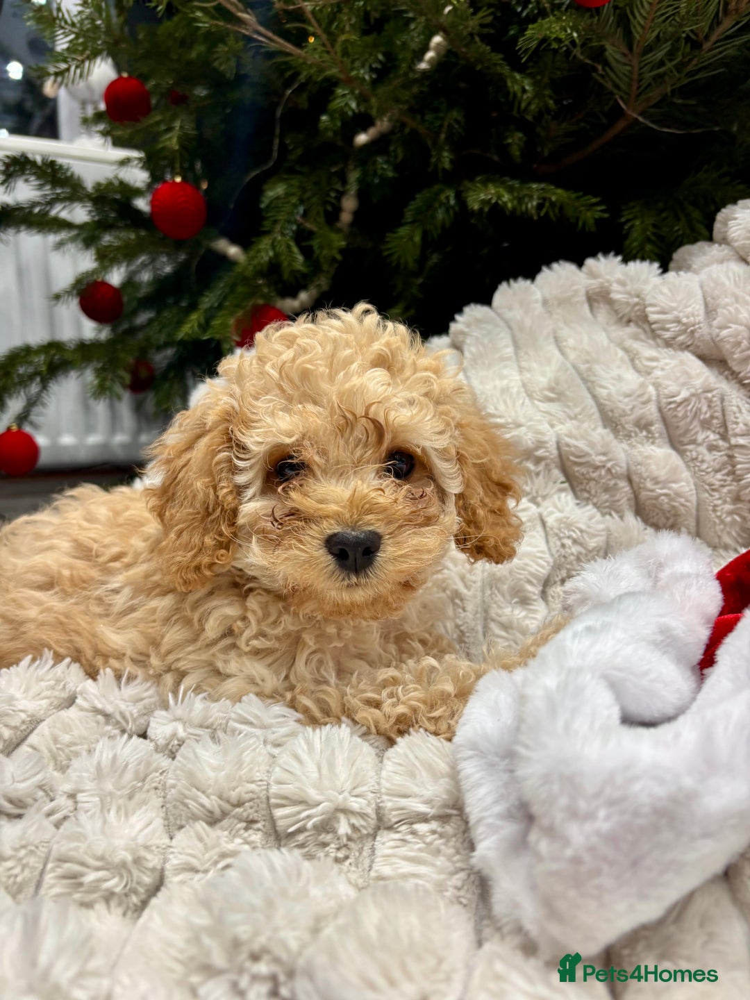 Cavapoo dogs for sale: Gorgeous F1 Cavapoo pups, health tested 🐾 - Advert 5