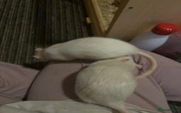 Rat rodents for sale: Rats for sale  - Image 2