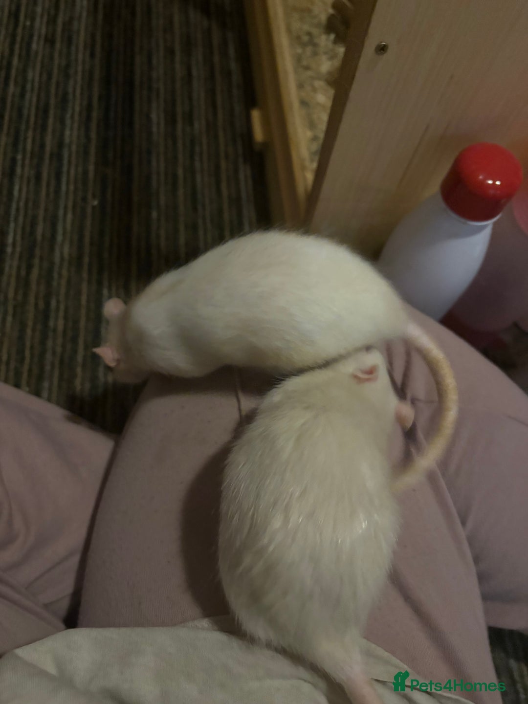 Rat rodents for sale: Rats for sale  - Image 2