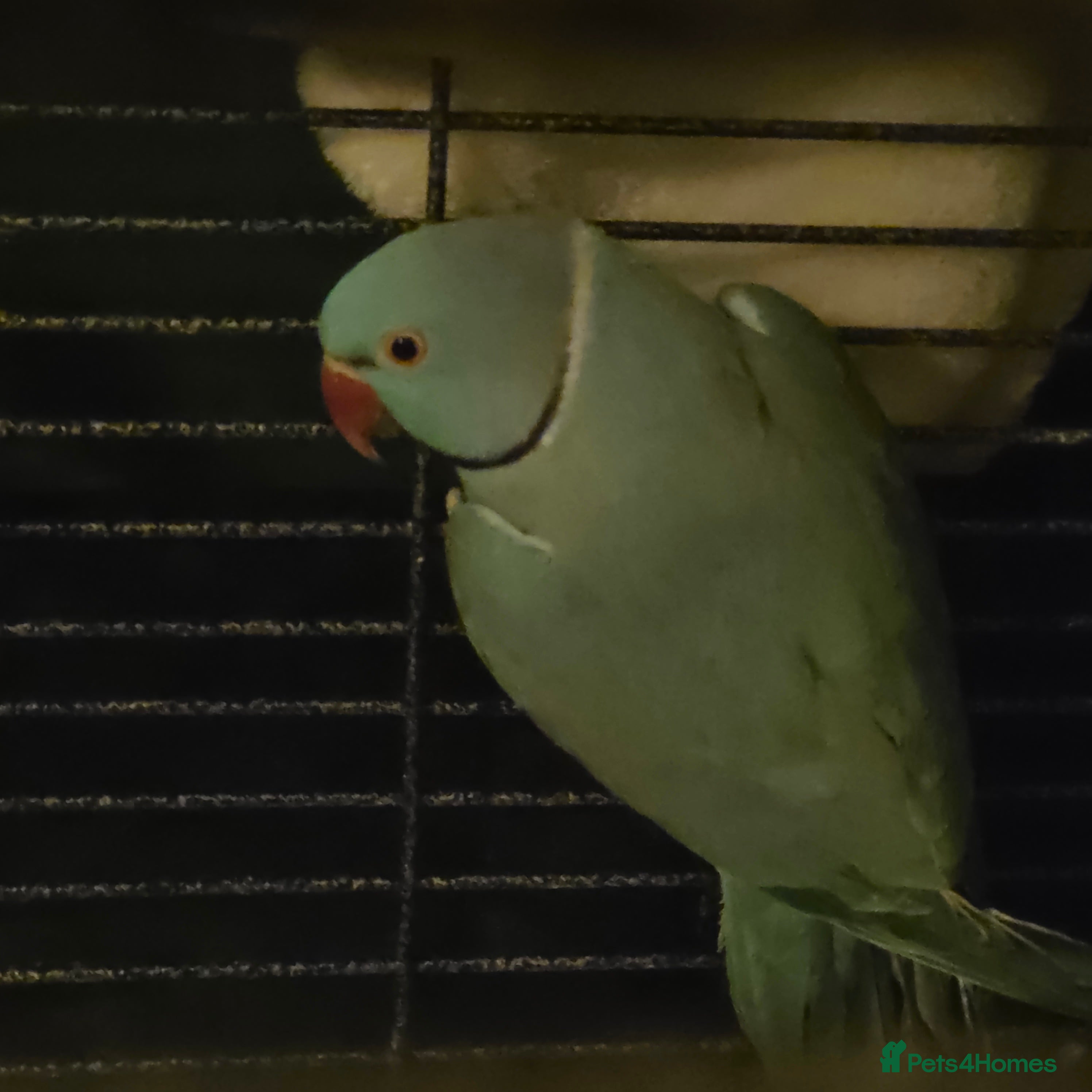 Ringnecks birds Blue Indian ringneck  - Advert 1