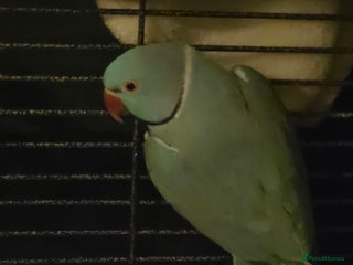 Ringnecks birds Blue Indian ringneck - Advert 1