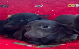 Miniature Dachshund dogs for sale: Miniature Dachshund  - Image 7