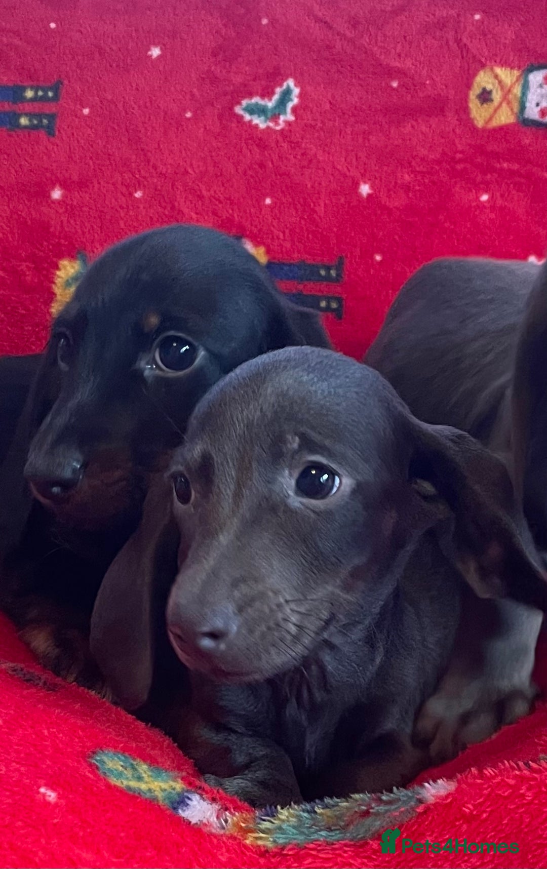 Miniature Dachshund dogs for sale: Miniature Dachshund  - Image 7