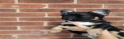 French Bulldog dogs for sale: Fluffy frenchie pups - Advert 2