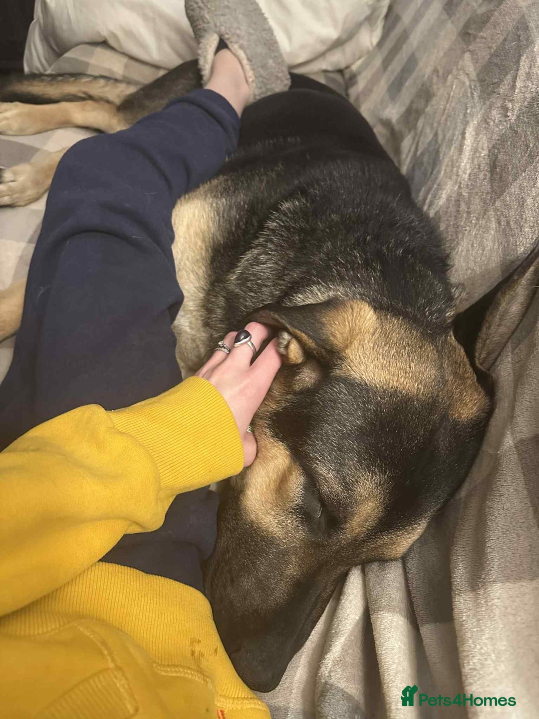 Mixed Breed dogs for adoption: Amigo the puppy that wants to be your friend - Advert 9