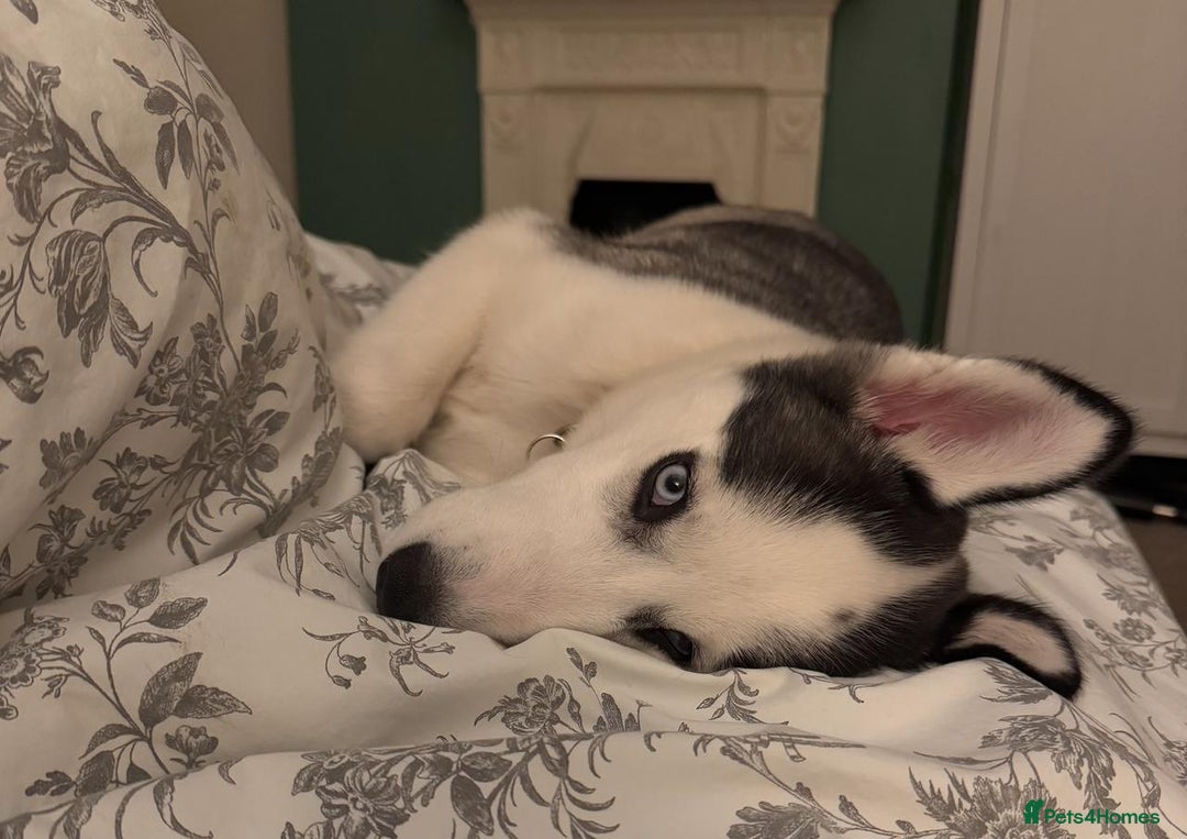 Siberian Husky dogs for sale: Siberian Husky Female - 4 months - Image 4