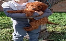 Cockapoo dogs for sale: Red Cockapoo girl - Image 1