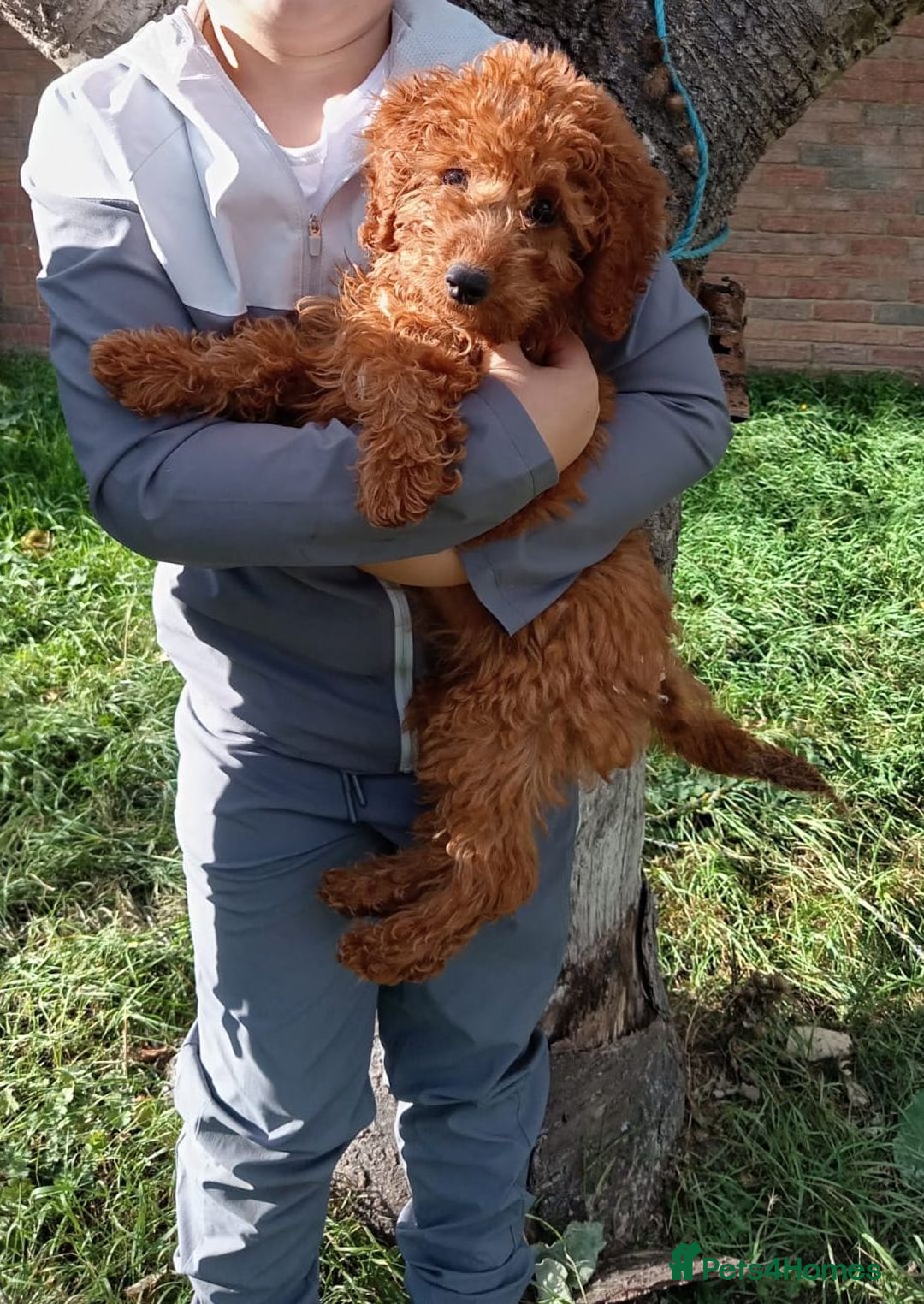 Cockapoo dogs for sale: Red Cockapoo girl - Image 1