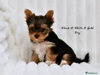 Yorkshire Terrier dogs IHR / KC CUTE BLUEBERRY MERLE YORKIES BLUE EYES - Advert 5