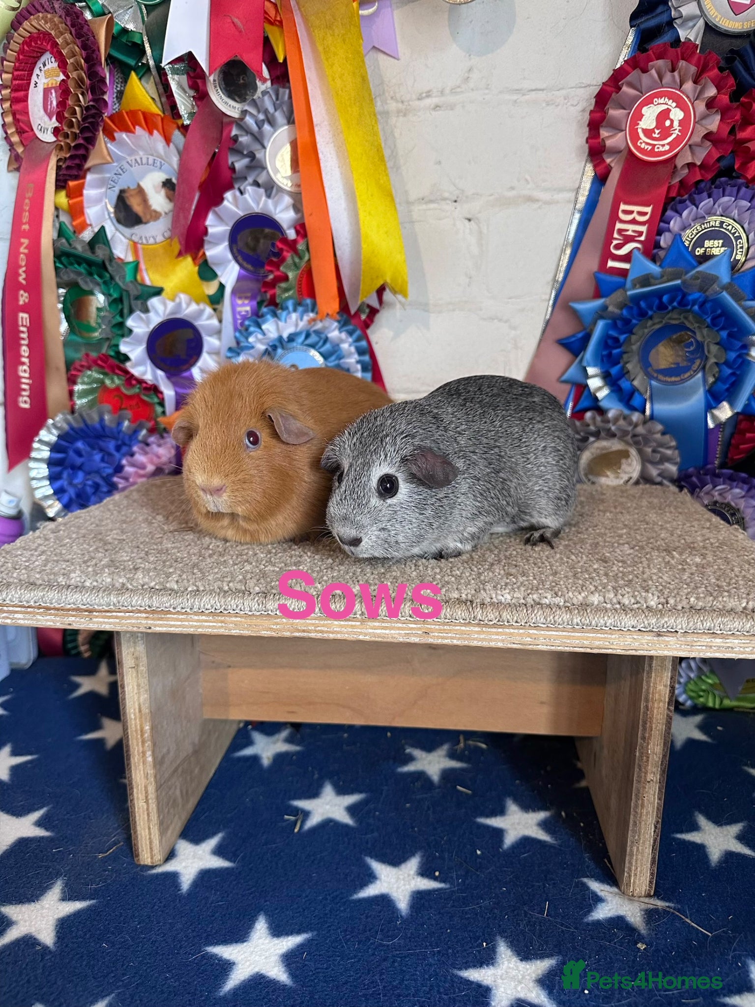 Guinea Pig rodents Guinea pigs lots of Young Show Sows and Boars  - Advert 1