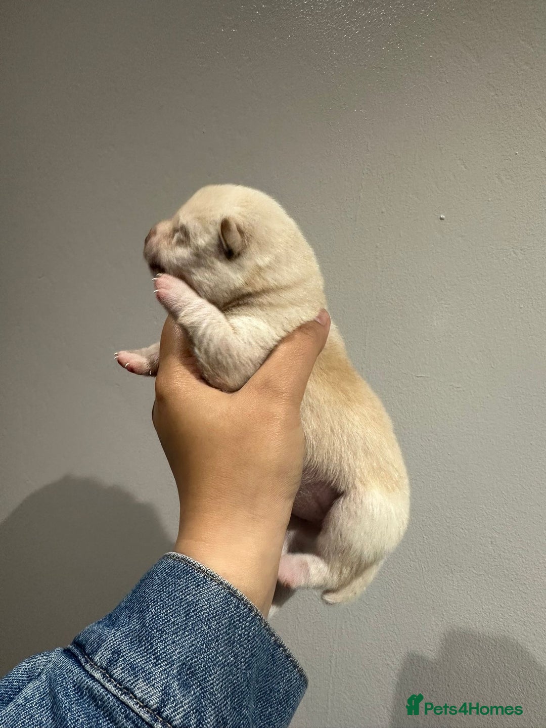 Japanese Shiba Inu dogs for sale: CHUNKY AND PURE Japanese Shiba Inu - Image 2