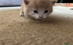 Mixed Breed cats for sale: 5 kittens for sale  - Image 11