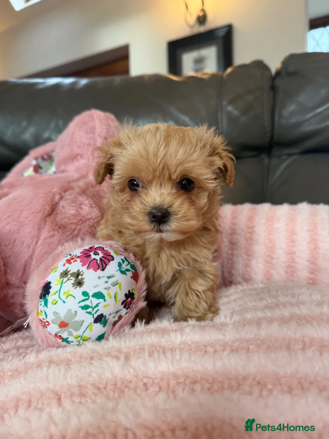 Maltipoo dogs for sale: Amazing F1 Asian Maltipoo puppies  - Advert 2