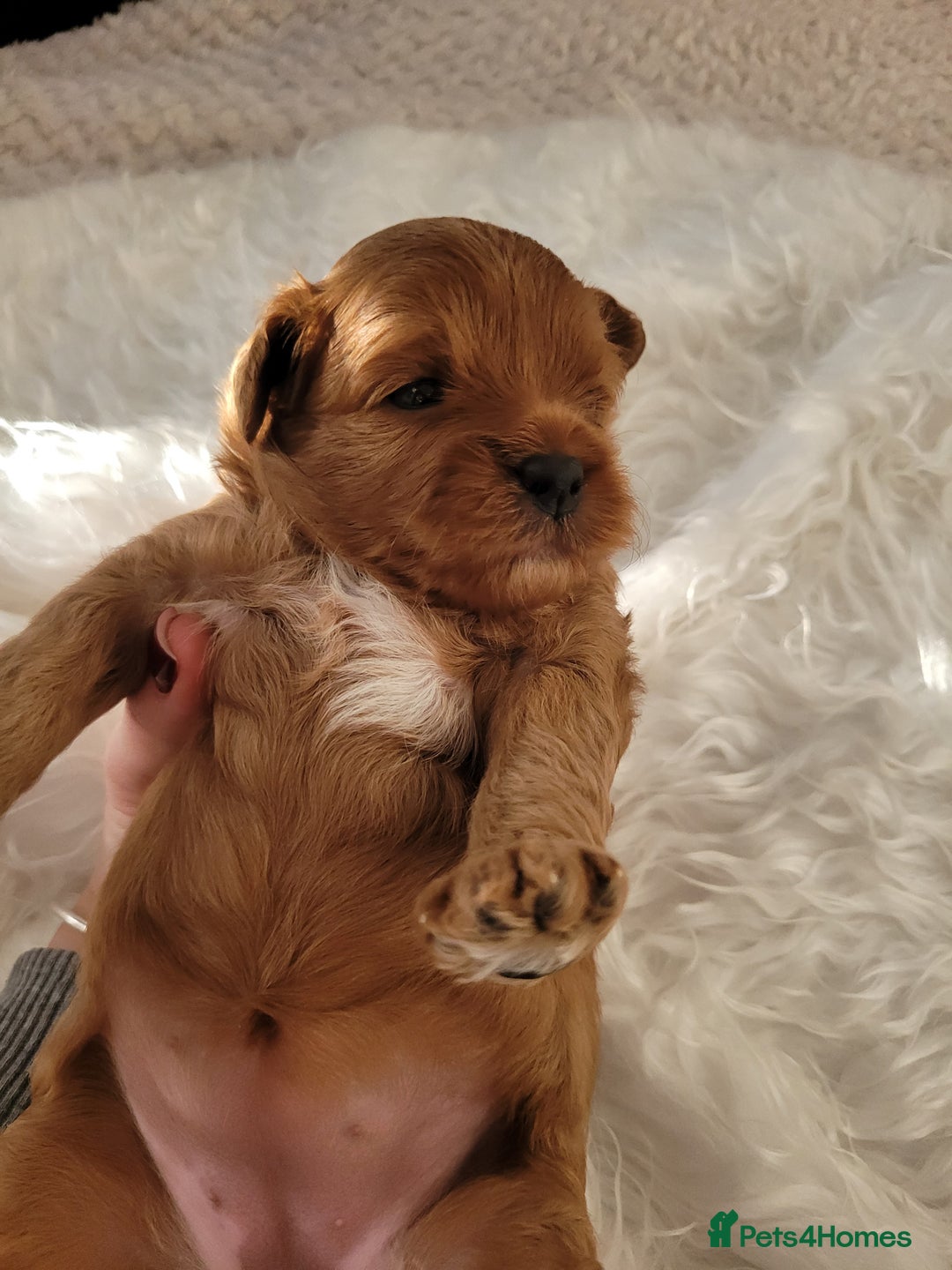 Cavapoo dogs for sale: Adorable mini Cavapoo puppies F1bb - Advert 10