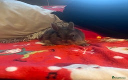 Netherland Dwarf rabbits for sale: Neverland baby rabbits - Image 3