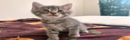 Domestic Shorthair cats for sale: Adorable Male kittens - Advert 1