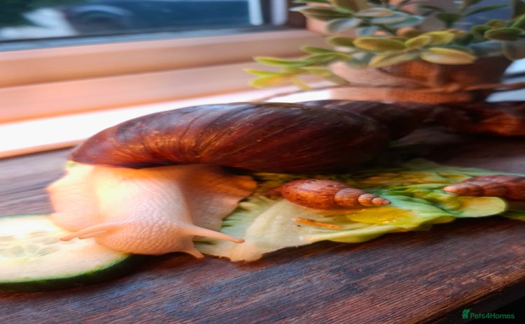 Snails invertebrates - Advert 10