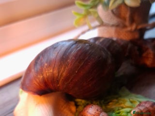 Snails invertebrates - Advert 1