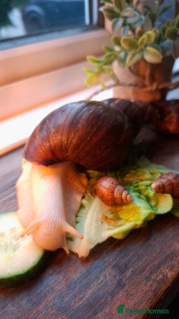 Snails invertebrates - Advert 1