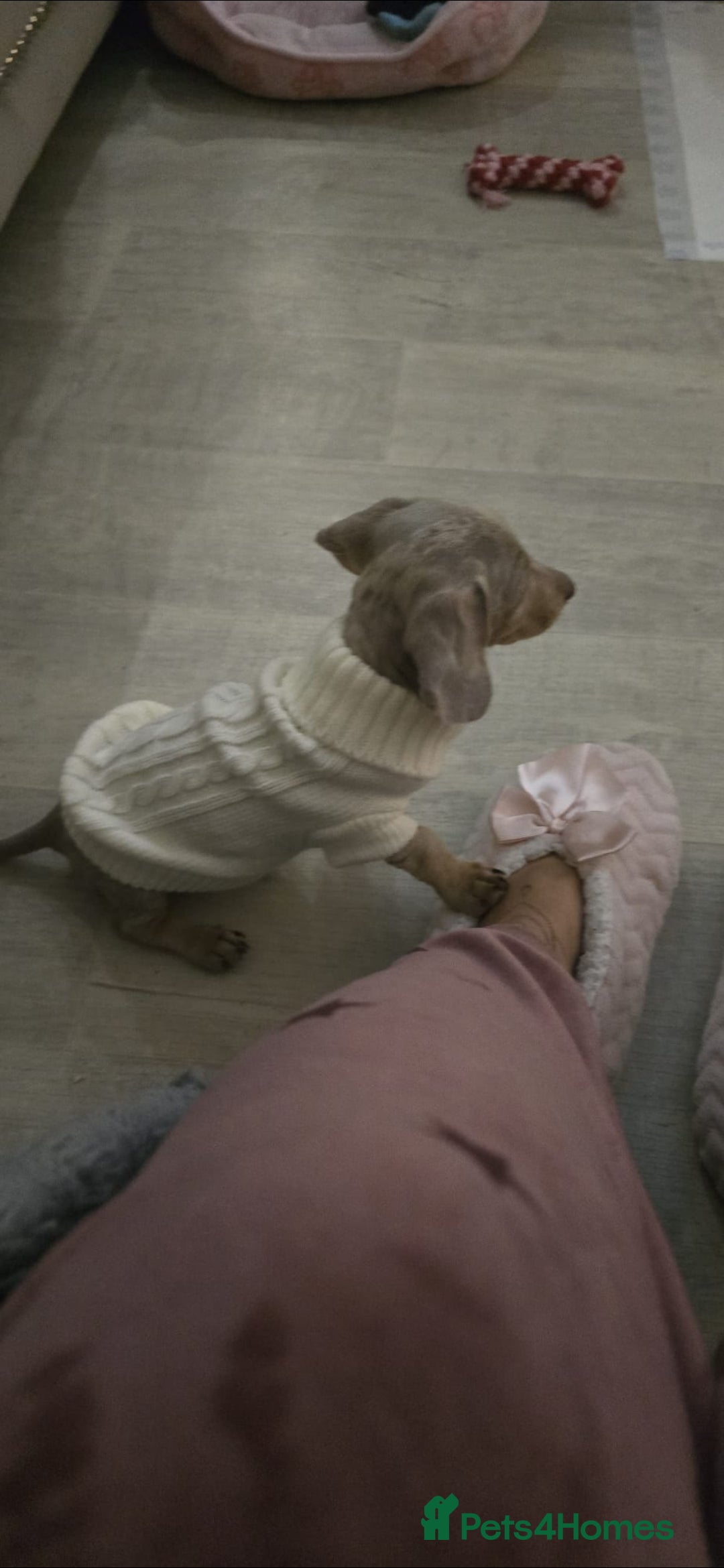 Miniature Dachshund dogs for sale: Lilac dapple Minature Daschaund - Image 6