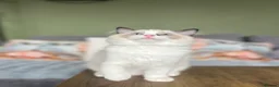 Ragdoll cats for sale: Cute chunky purring ragdoll girls - Advert 21