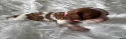 Cavalier King Charles Spaniel dogs for sale: KC Cavalier King Charles DNA 5* licensed home bred - Advert 11