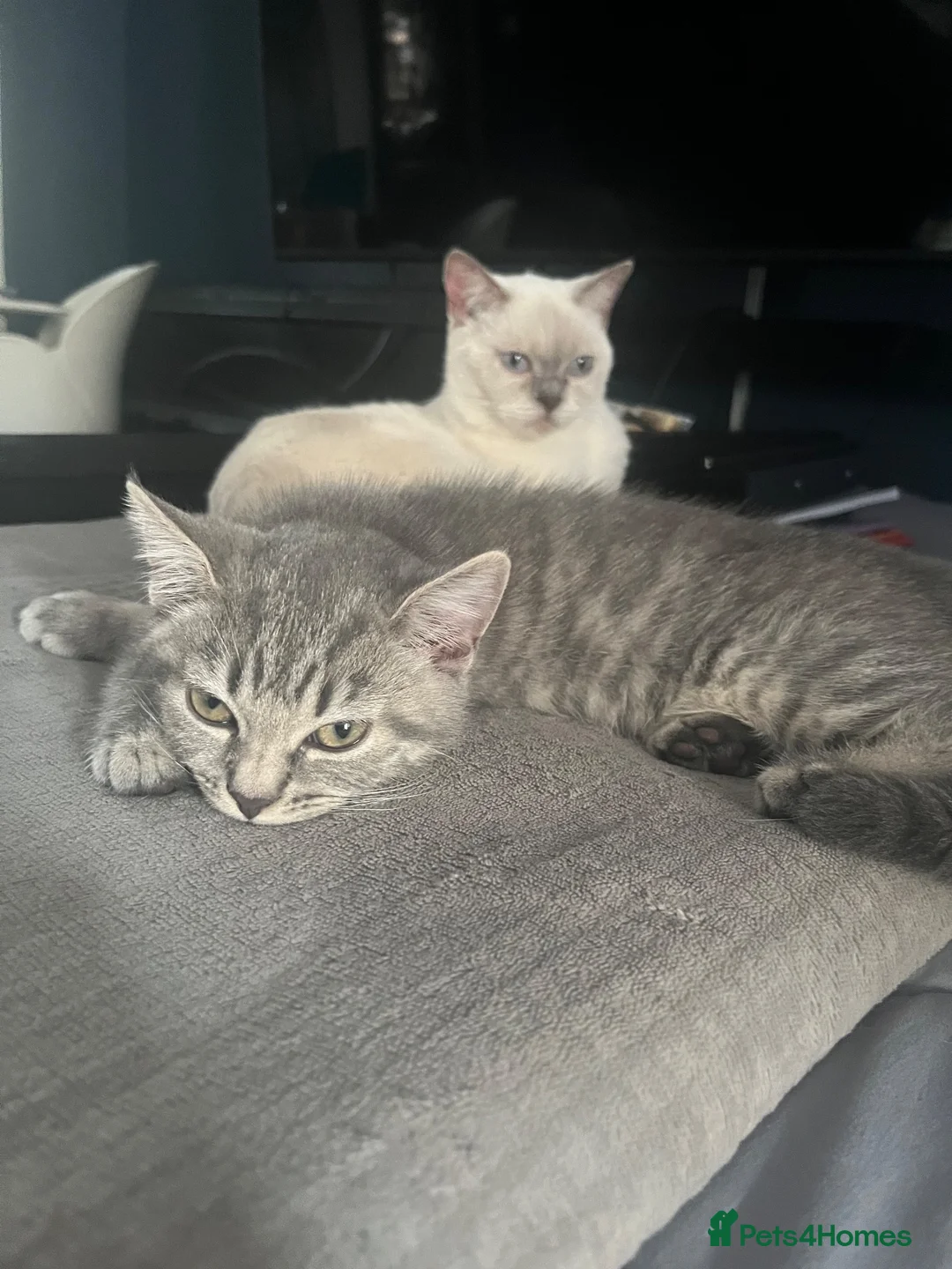 British Shorthair cats for sale: British shorthair kitten Molly  in Slough - Advert 7