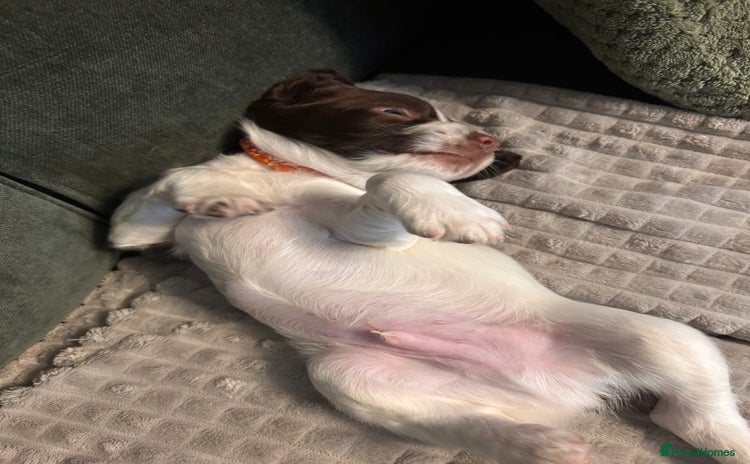 English Springer Spaniel dogs - Advert 4