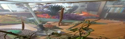 Stick Insects invertebrates for sale: Budwing stick insects - Advert 5