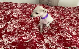 Italian Greyhound dogs for sale: Gorgeous Italian greyhound puppies  - Image 34