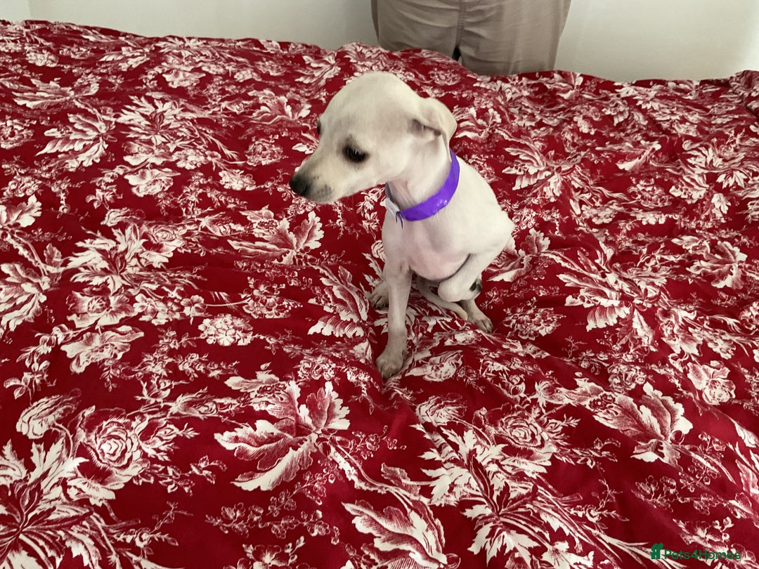 Italian Greyhound dogs for sale: Gorgeous Italian greyhound puppies  - Image 34