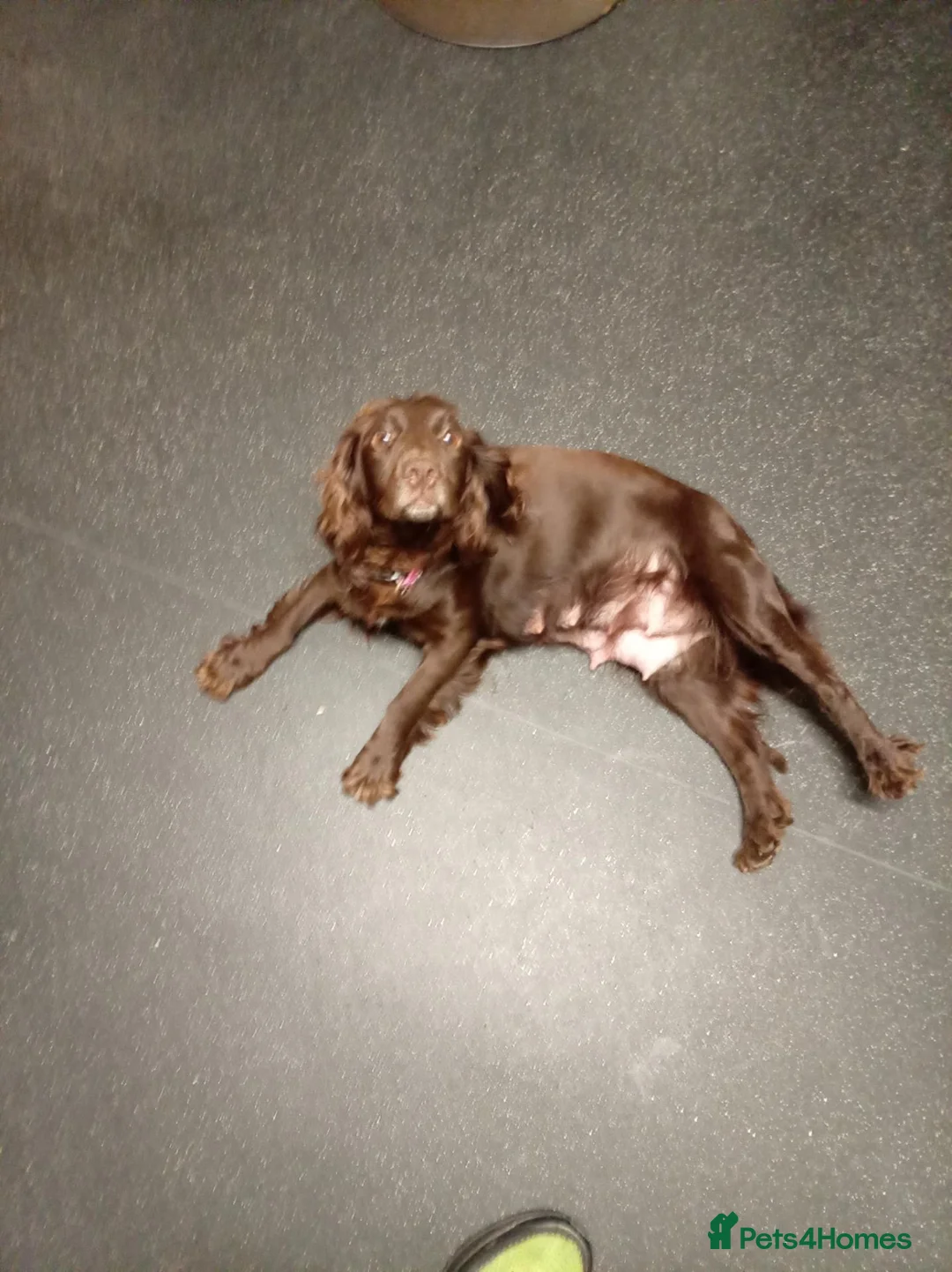 English Springer Spaniel dogs for sale: Puppies and - Advert 1