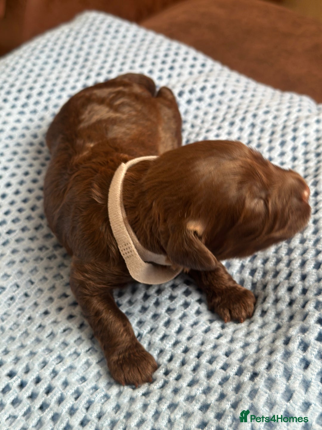 Cavapoo dogs for sale: Beautiful & Healthy Cavapoo Puppies   - Image 14