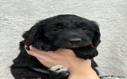 Aussiedoodle dogs for sale: Miniature Aussie Doodles  - Image 3