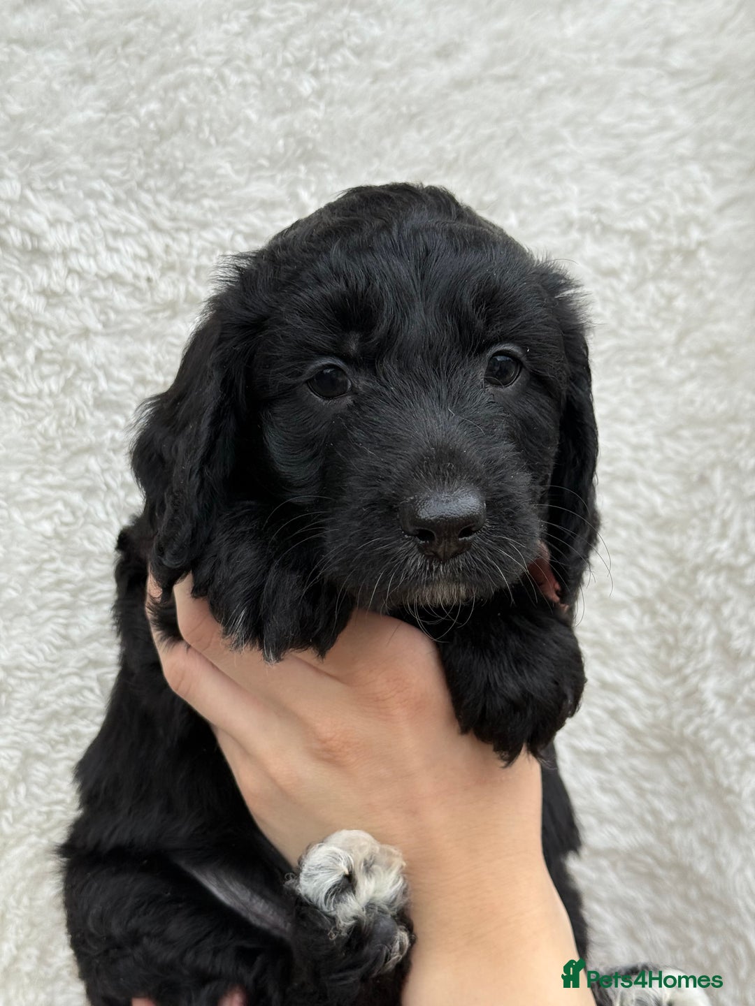 Aussiedoodle dogs for sale: Miniature Aussie Doodles  - Image 3