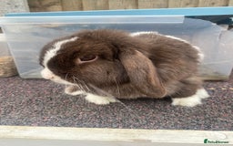 Mini Lop rabbits for sale: Chocolate split doe  - Image 7