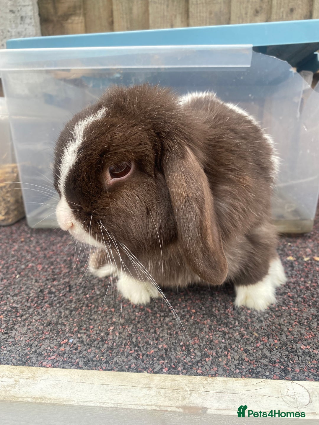 Mini Lop rabbits for sale: Chocolate split doe  - Image 7