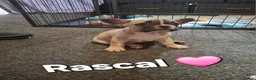 French Bulldog dogs for sale: STUNNING FRENCH BULL DOG PUPS READY NOW - Advert 29