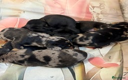 Dachshund dogs for sale: Pedigree Dachshund puppies PRA clear health tested - Image 20
