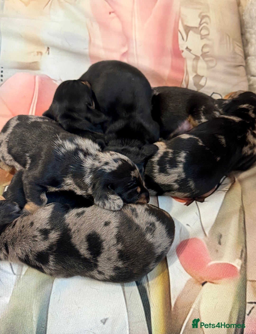 Dachshund dogs for sale: Pedigree Dachshund puppies PRA clear health tested - Image 20