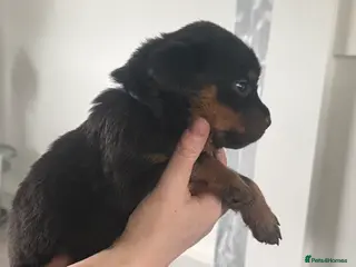 Rottweiler dogs Rottweiler pups - Advert 3