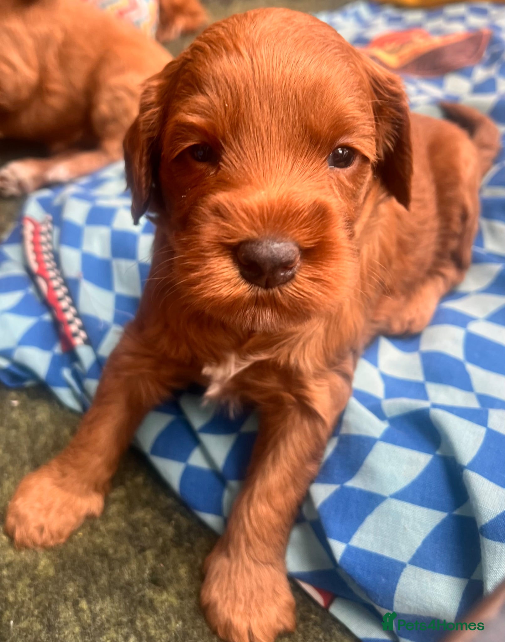 Australian Labradoodle dogs Tiny Tails,Big♥️Australian labradoodle - Advert 10