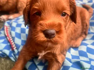 Australian Labradoodle dogs Tiny Tails,Big♥️Australian labradoodle - Advert 4