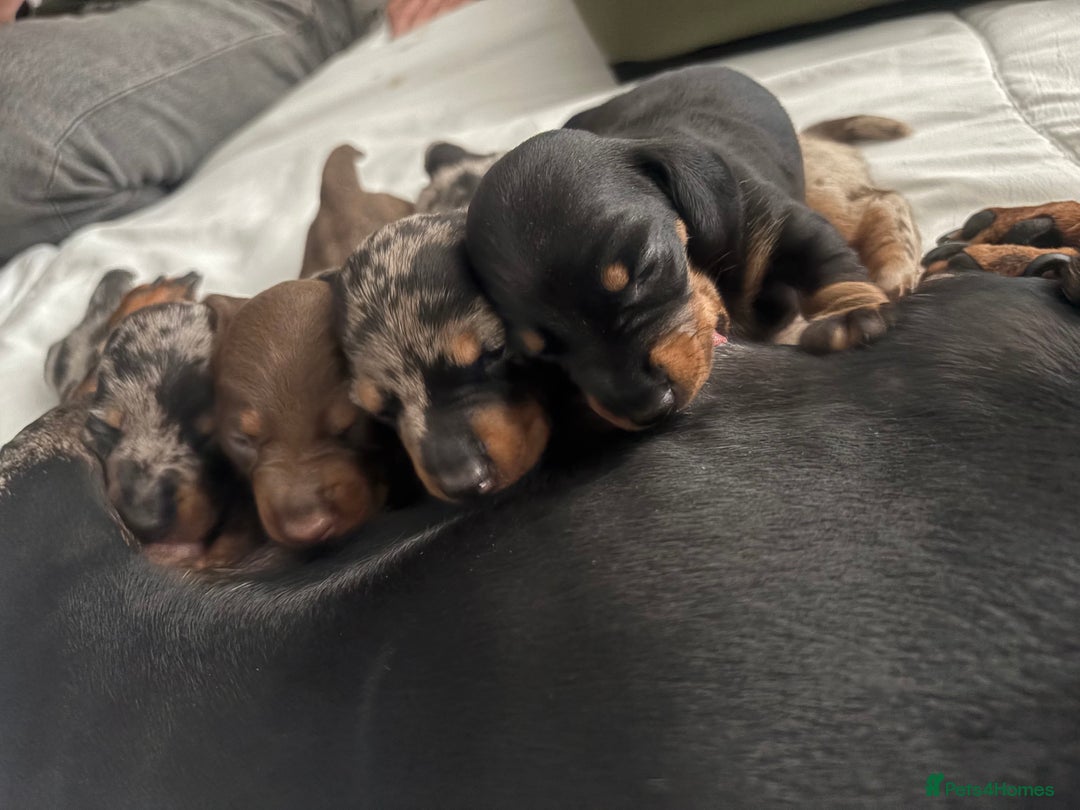 Miniature Dachshund dogs for sale: Venus is a mama to 5! - Image 40
